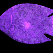 Fossil Stone hand-carved Fish platter 146*105*20mm 411g in UV light - Rocks and Things Store