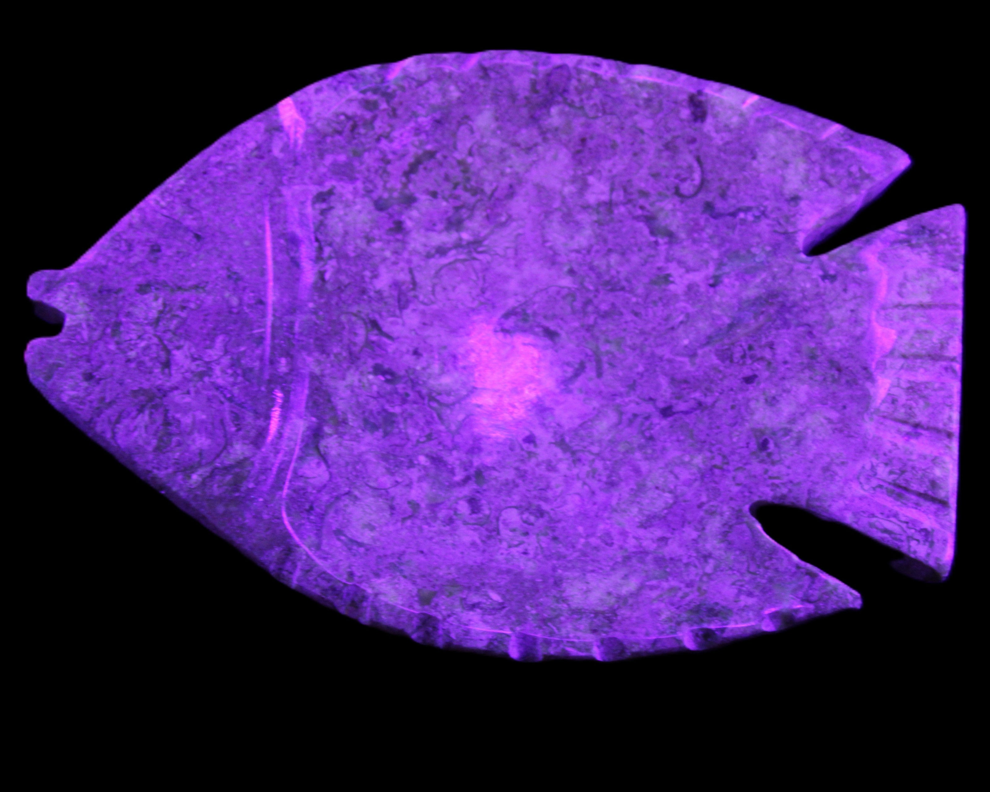 Fossil Stone hand-carved Fish platter 146*105*20mm 411g in UV light - Rocks and Things Store