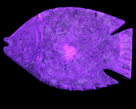Fossil Stone hand-carved Fish platter 146*105*20mm 411g in UV light - Rocks and Things Store