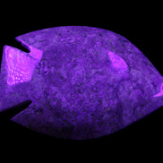 Fossil Stone hand-carved Fish platter 146*105*20mm 411g in UV light - Rocks and Things Store