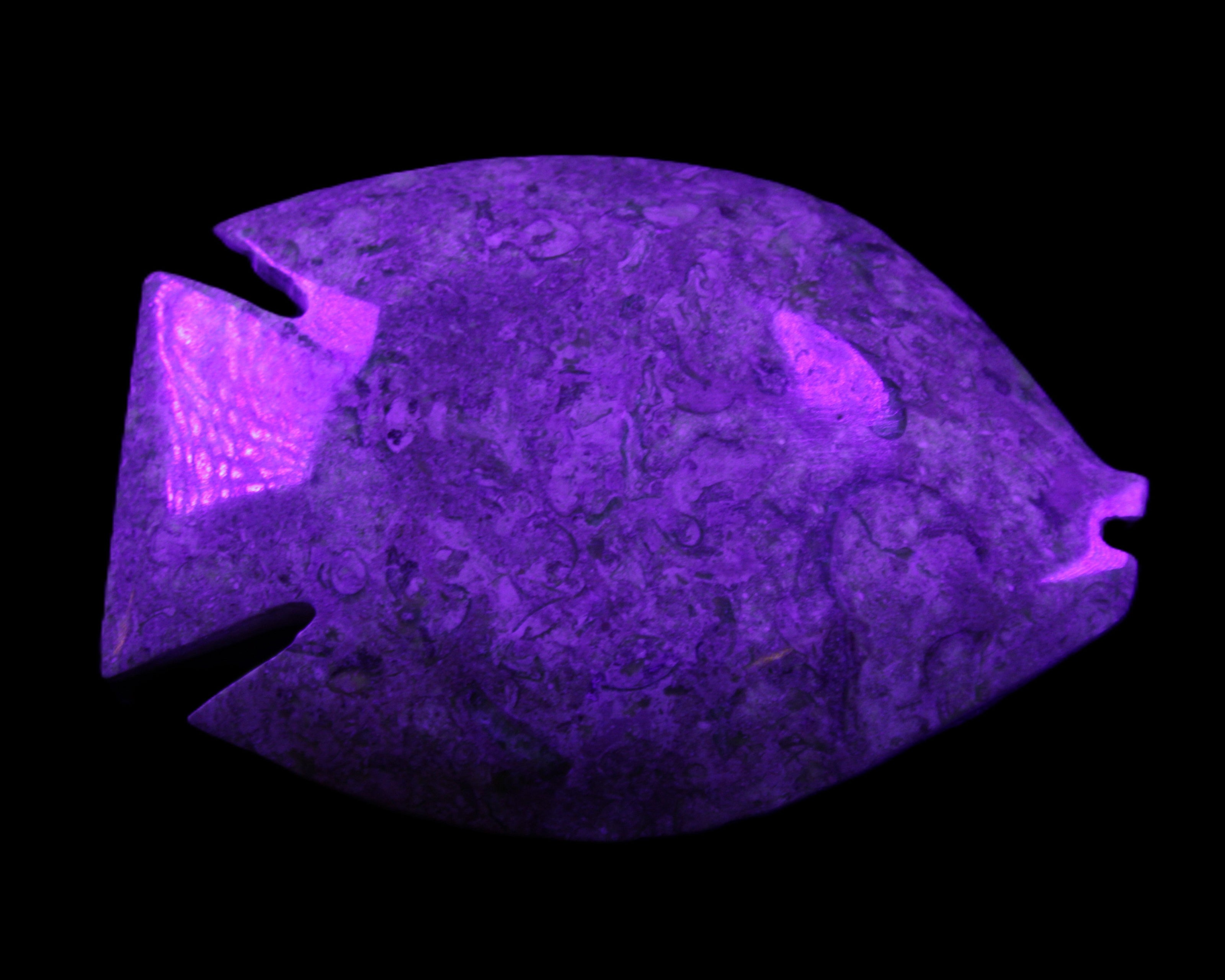 Fossil Stone hand-carved Fish platter 146*105*20mm 411g in UV light - Rocks and Things Store
