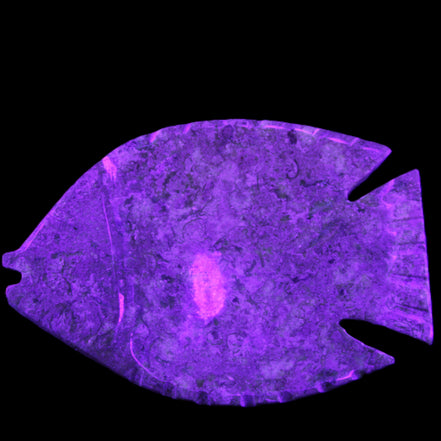 Fossil Stone hand-carved Fish platter 146*105*20mm 411g in UV light - Rocks and Things Store