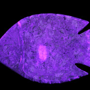 Fossil Stone hand-carved Fish platter 146*105*20mm 411g in UV light - Rocks and Things Store