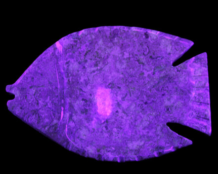 Fossil Stone hand-carved Fish platter 146*105*20mm 411g in UV light - Rocks and Things Store