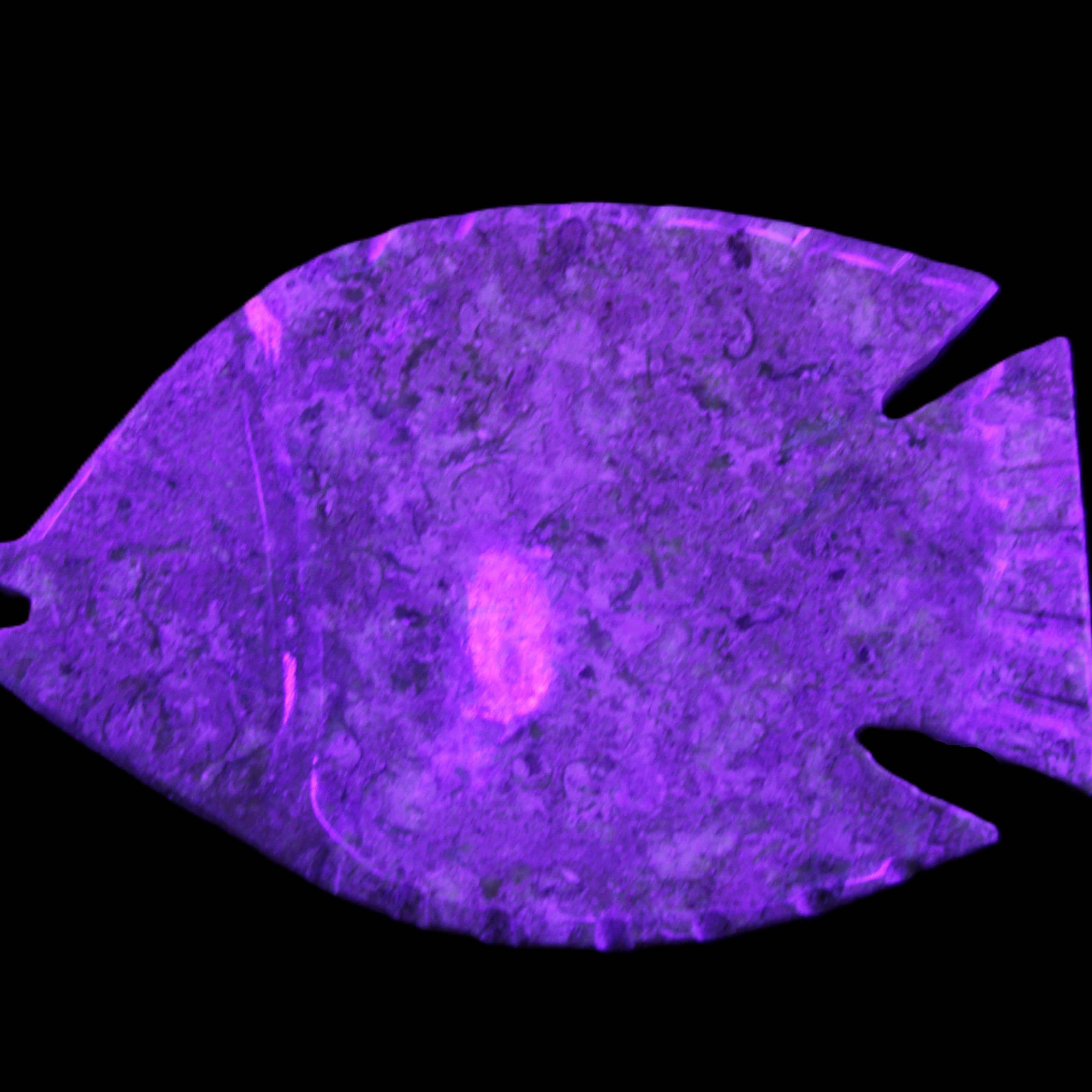 Fossil Stone hand-carved Fish platter 146*105*20mm 411g in UV light - Rocks and Things Store
