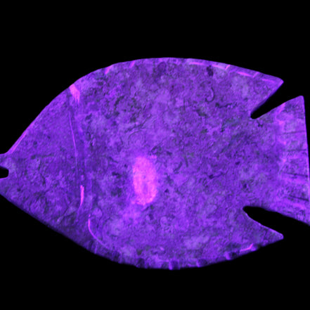 Fossil Stone hand-carved Fish platter 146*105*20mm 411g in UV light - Rocks and Things Store