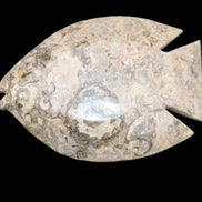 Fossil Stone hand-carved Fish platter 146*105*20mm 411g in sunlight - Rocks and Things Store