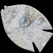 Fossil Stone hand-carved Fish platter 146*105*20mm 411g in sunlight - Rocks and Things Store