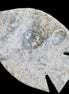 Fossil Stone hand-carved Fish platter 146*105*20mm 411g in sunlight - Rocks and Things Store