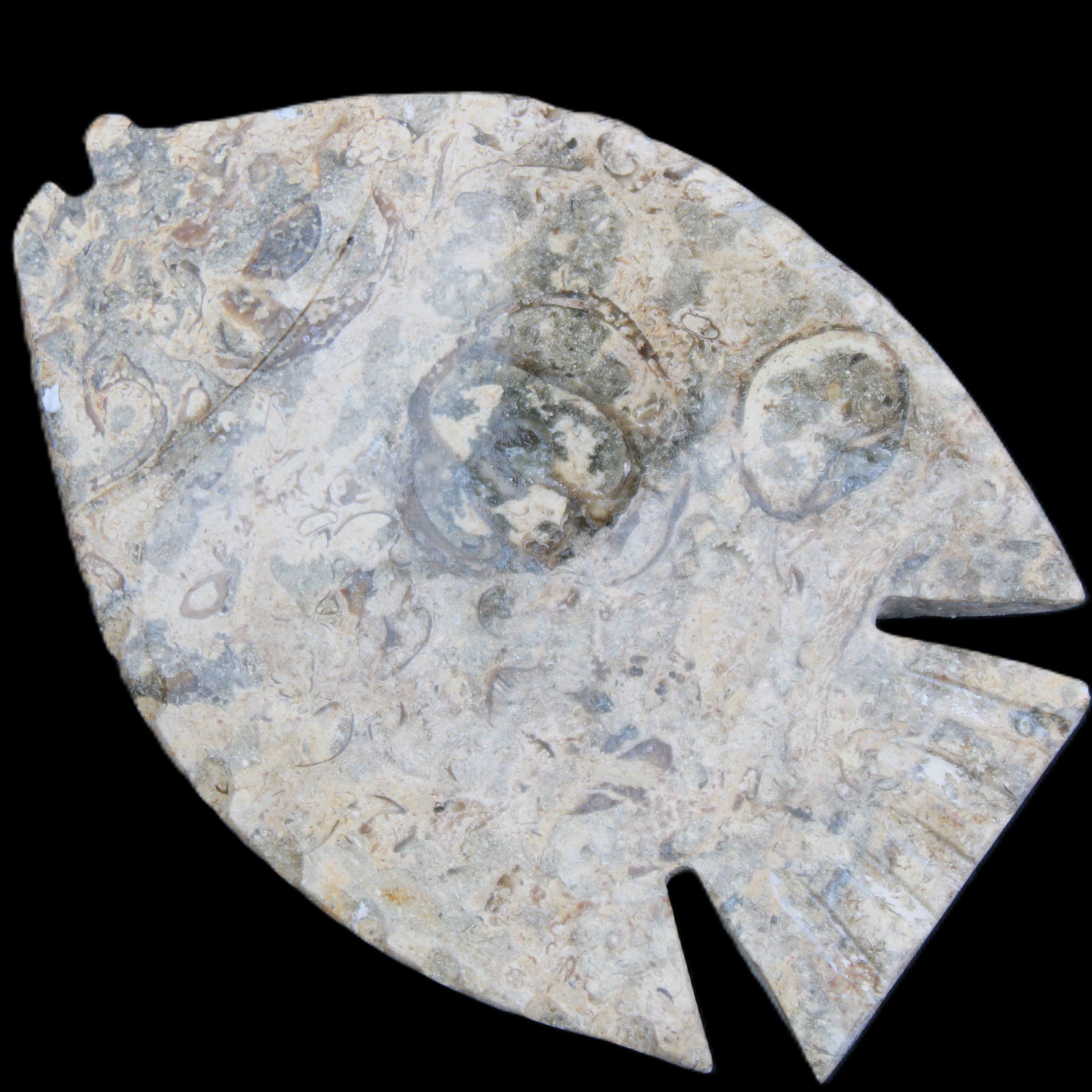 Fossil Stone hand-carved Fish platter 146*105*20mm 411g in sunlight - Rocks and Things Store
