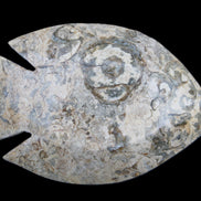 Fossil Stone hand-carved Fish platter 146*105*20mm 411g in sunlight - Rocks and Things Store