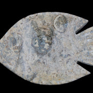 Fossil Stone hand-carved Fish platter 146*105*20mm 411g in sunlight - Rocks and Things Store