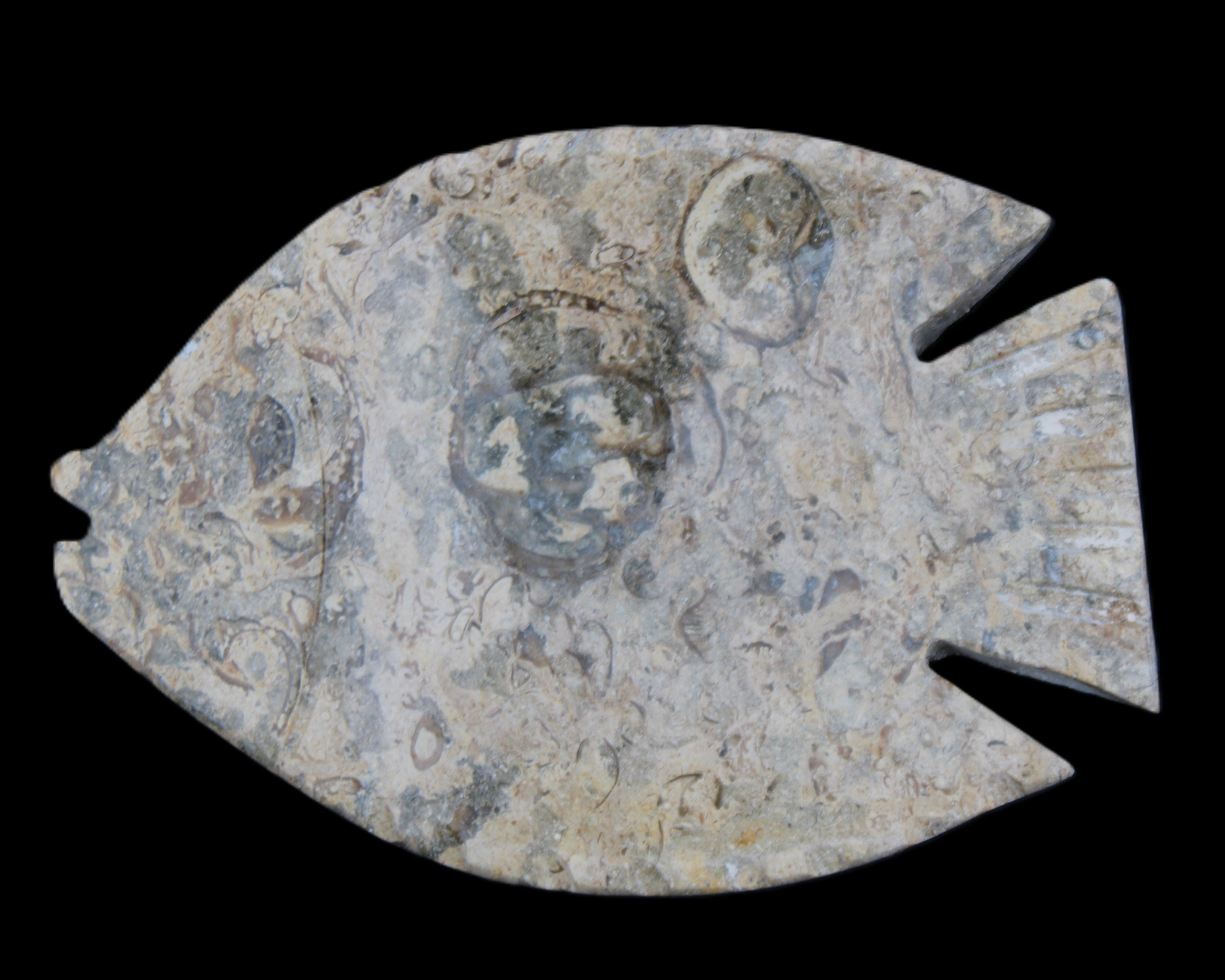 Fossil Stone hand-carved Fish platter 146*105*20mm 411g in sunlight - Rocks and Things Store