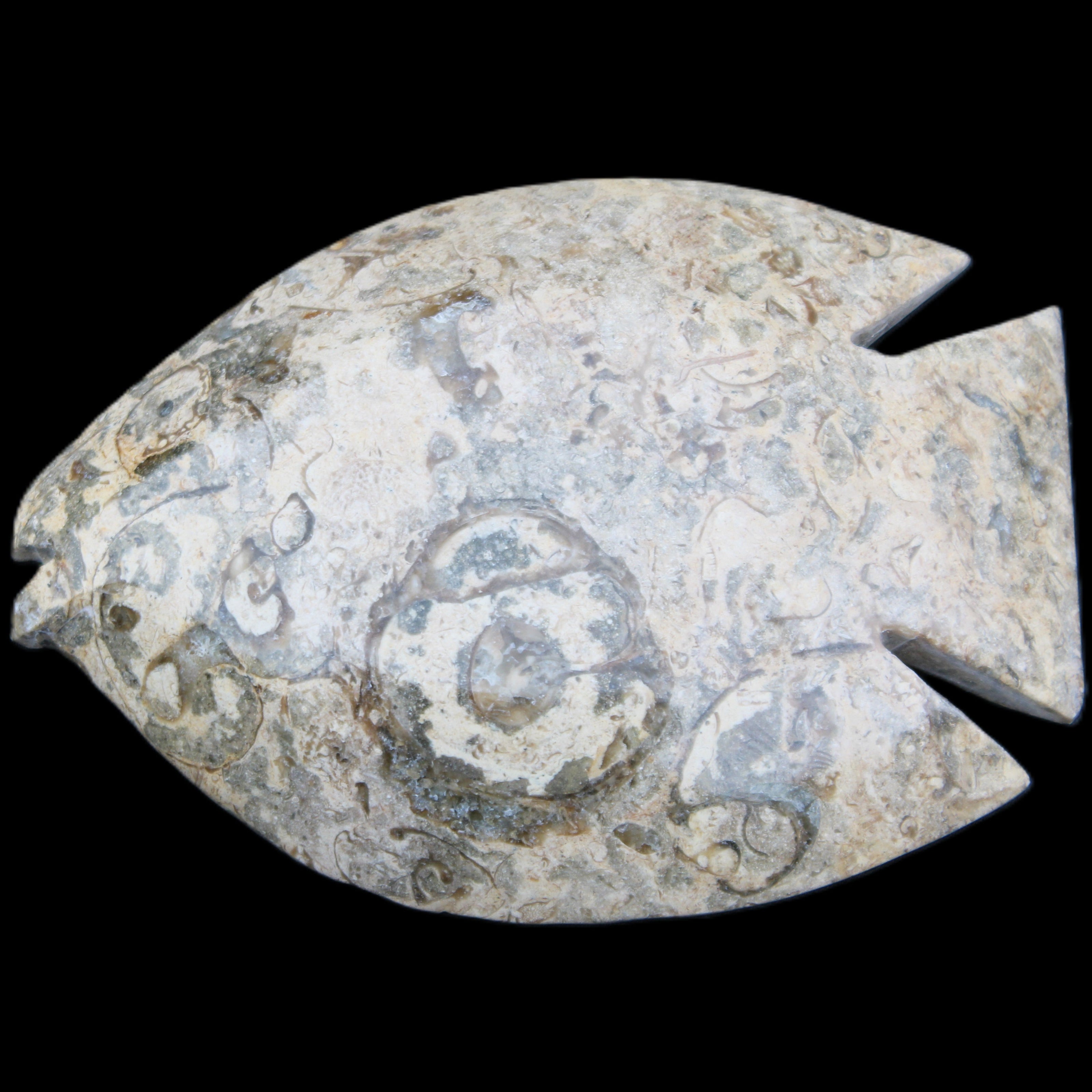 Fossil Stone hand-carved Fish platter 146*105*20mm 411g in sunlight - Rocks and Things Store
