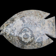 Fossil Stone hand-carved Fish platter 146*105*20mm 411g in sunlight - Rocks and Things Store