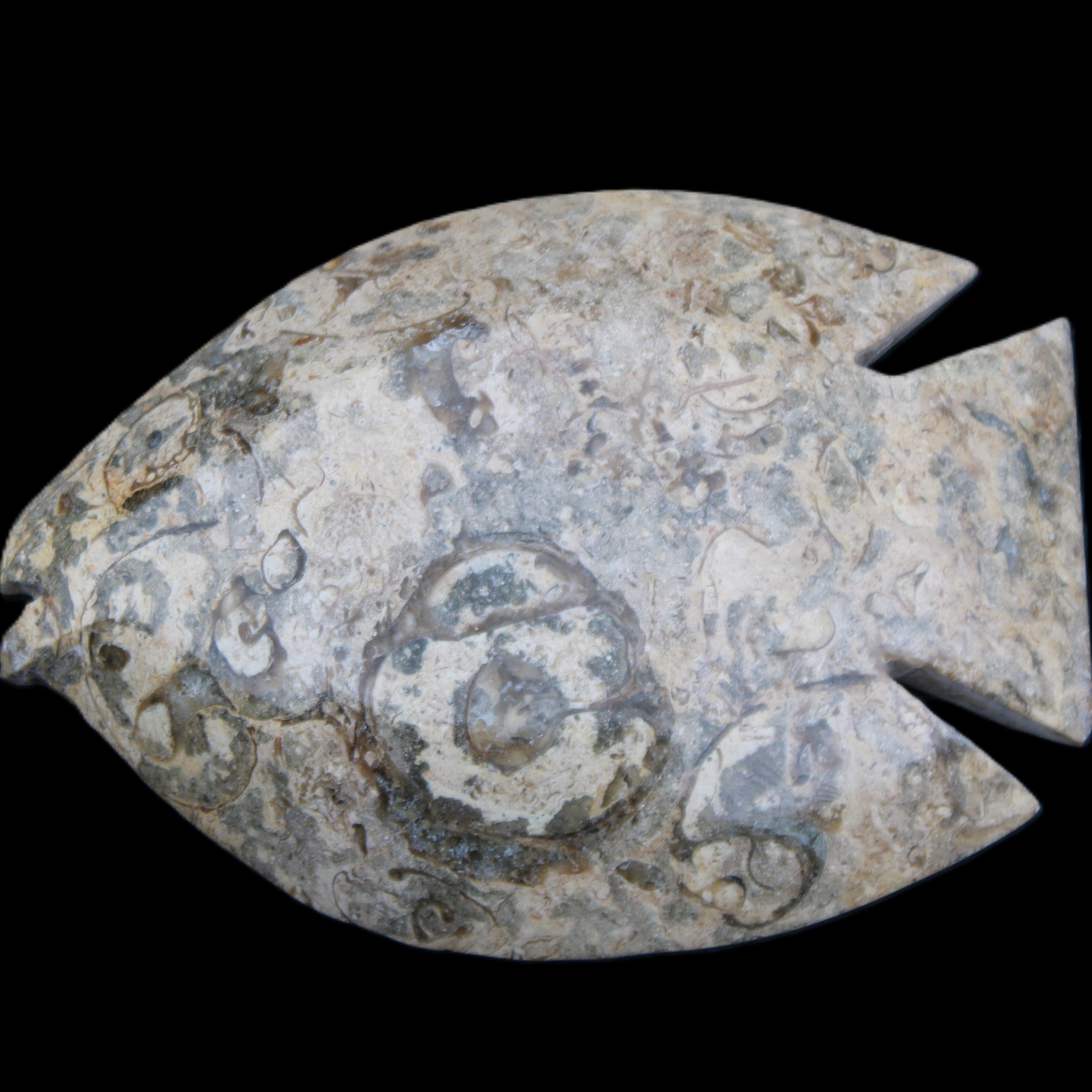 Fossil Stone hand-carved Fish platter 146*105*20mm 411g in sunlight - Rocks and Things Store