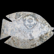 Fossil Stone hand-carved Fish platter 146*105*20mm 411g in sunlight - Rocks and Things Store