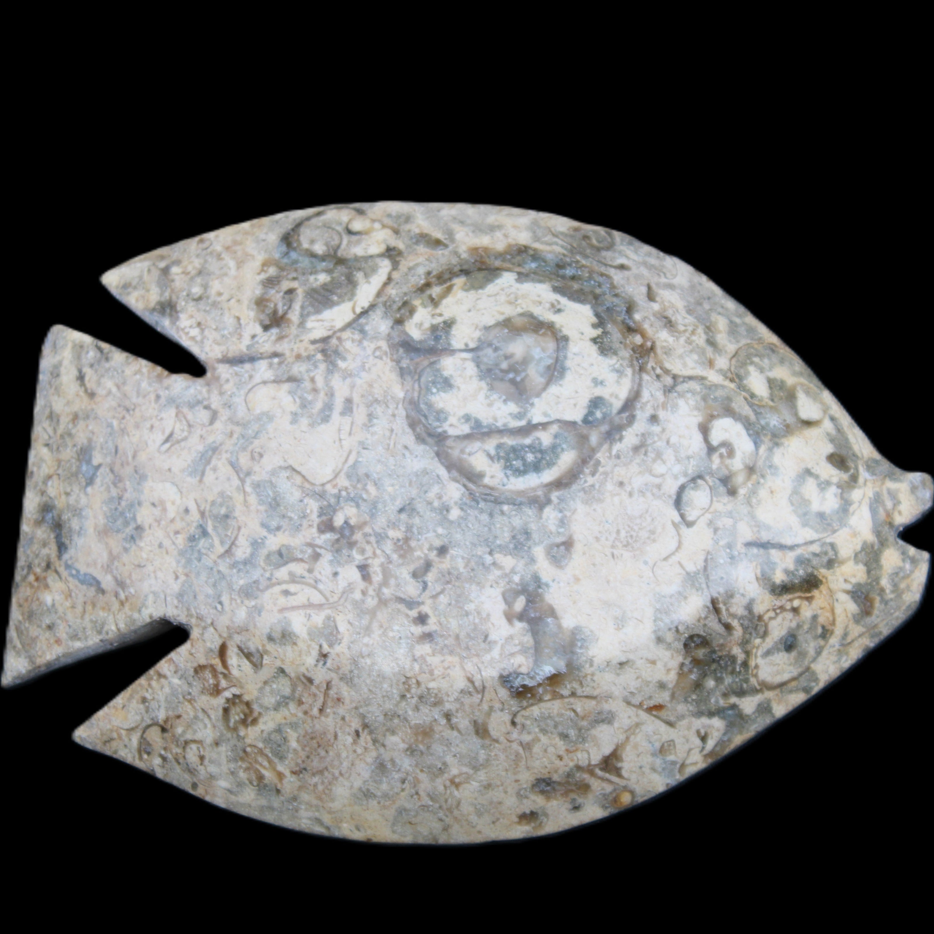 Fossil Stone hand-carved Fish platter 146*105*20mm 411g in sunlight - Rocks and Things Store