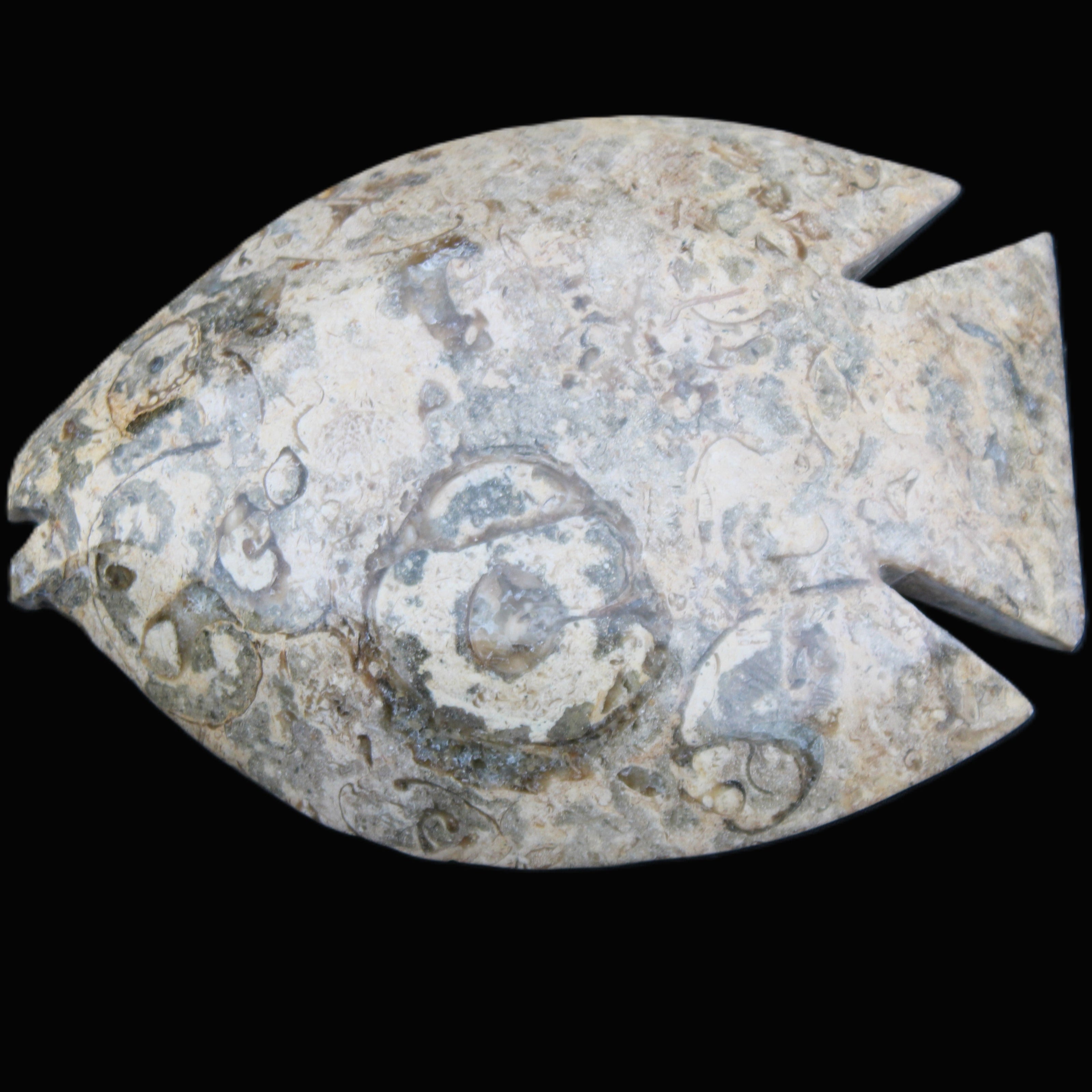 Fossil Stone hand-carved Fish platter 146*105*20mm 411g in sunlight - Rocks and Things Store