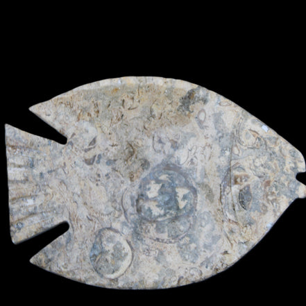Fossil Stone hand-carved Fish platter 146*105*20mm 411g in sunlight - Rocks and Things Store