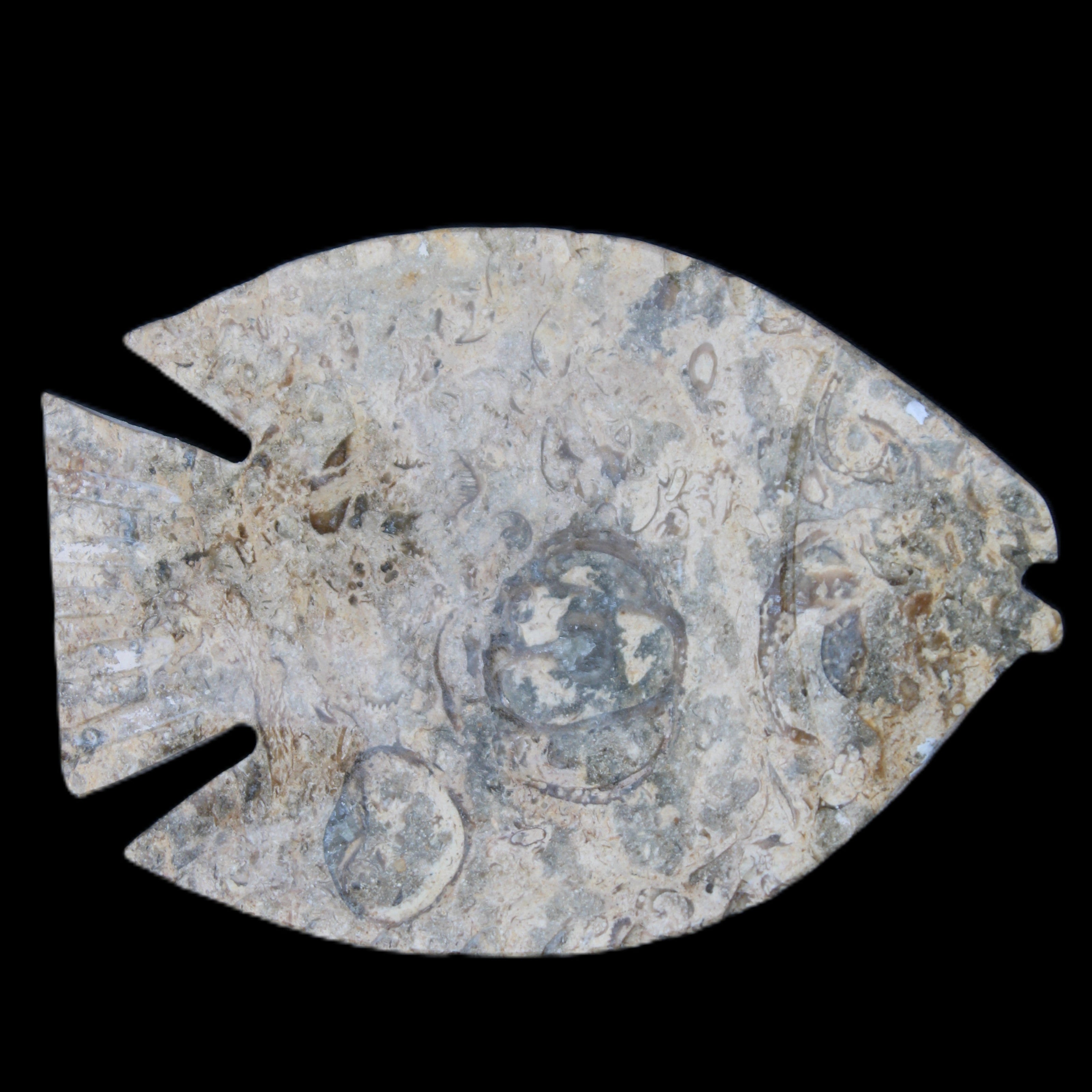 Fossil Stone hand-carved Fish platter 146*105*20mm 411g in sunlight - Rocks and Things Store
