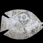 Fossil Stone hand-carved Fish platter 146*105*20mm 411g in sunlight - Rocks and Things Store