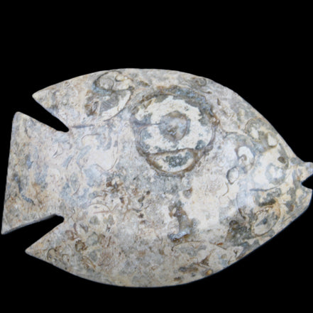 Fossil Stone hand-carved Fish platter 146*105*20mm 411g in sunlight - Rocks and Things Store