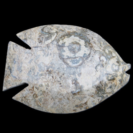 Fossil Stone hand-carved Fish platter 146*105*20mm 411g in sunlight - Rocks and Things Store