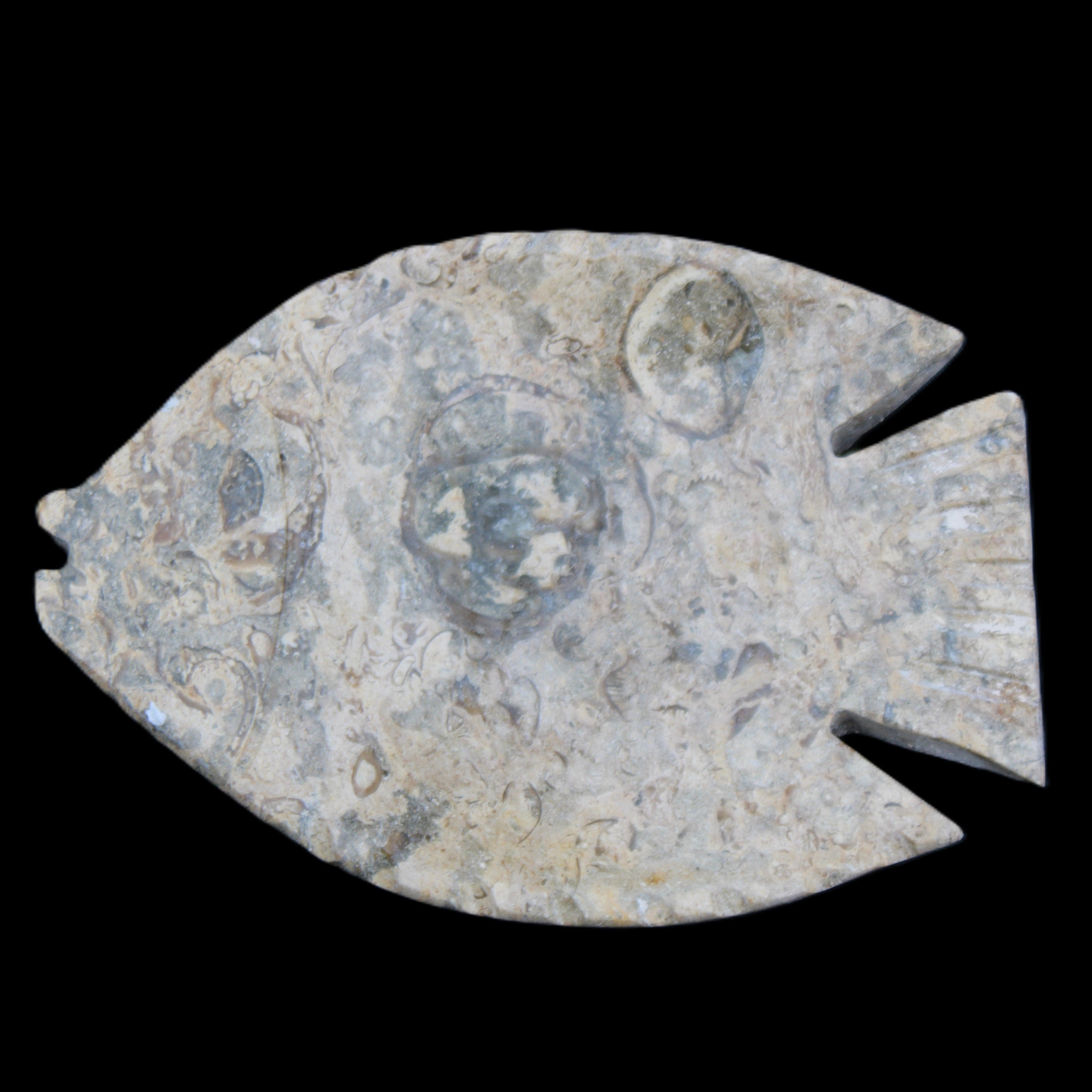 Fossil Stone hand-carved Fish platter 146*105*20mm 411g in sunlight - Rocks and Things Store