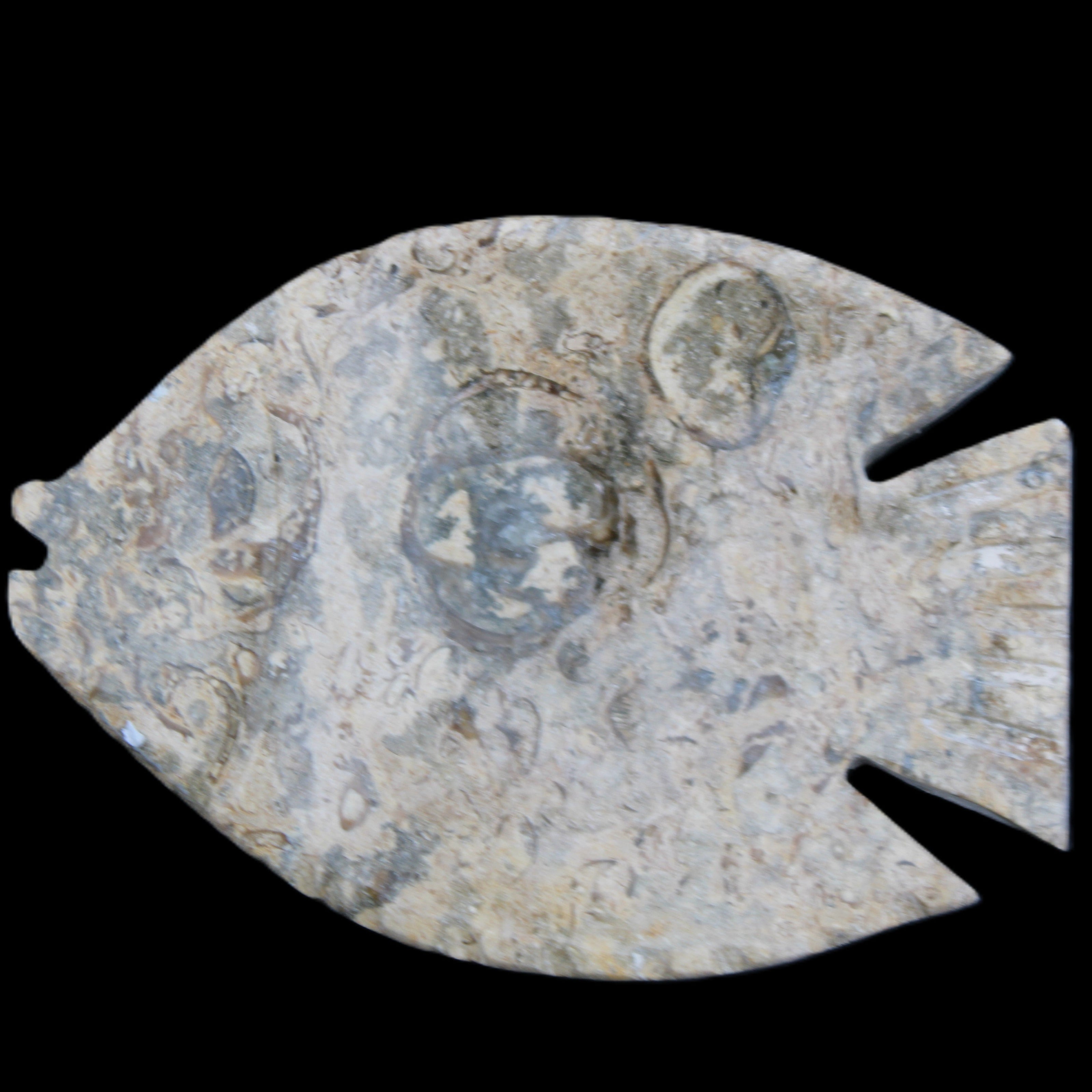 Fossil Stone hand-carved Fish platter 146*105*20mm 411g in sunlight - Rocks and Things Store