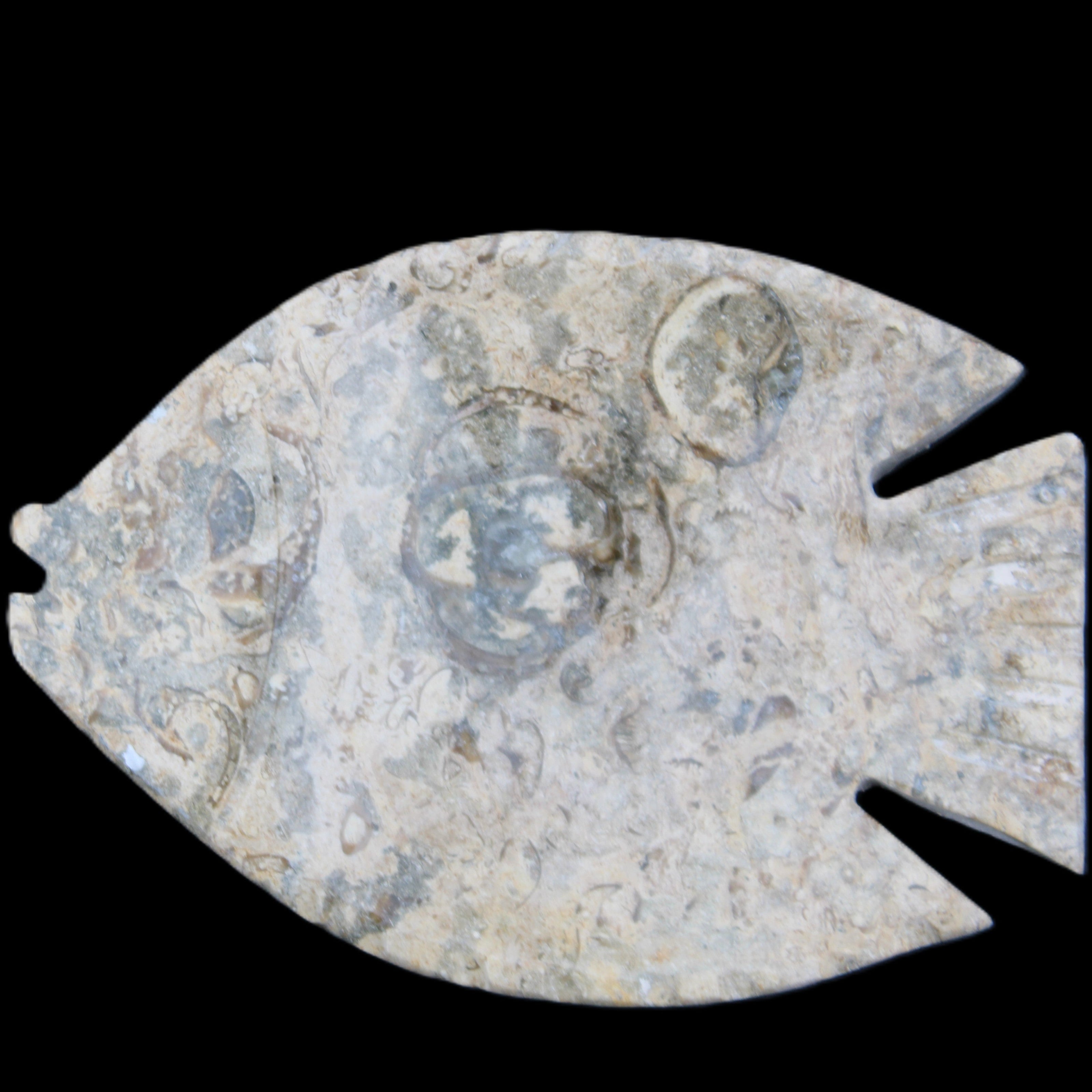 Fossil Stone hand-carved Fish platter 146*105*20mm 411g in sunlight - Rocks and Things Store