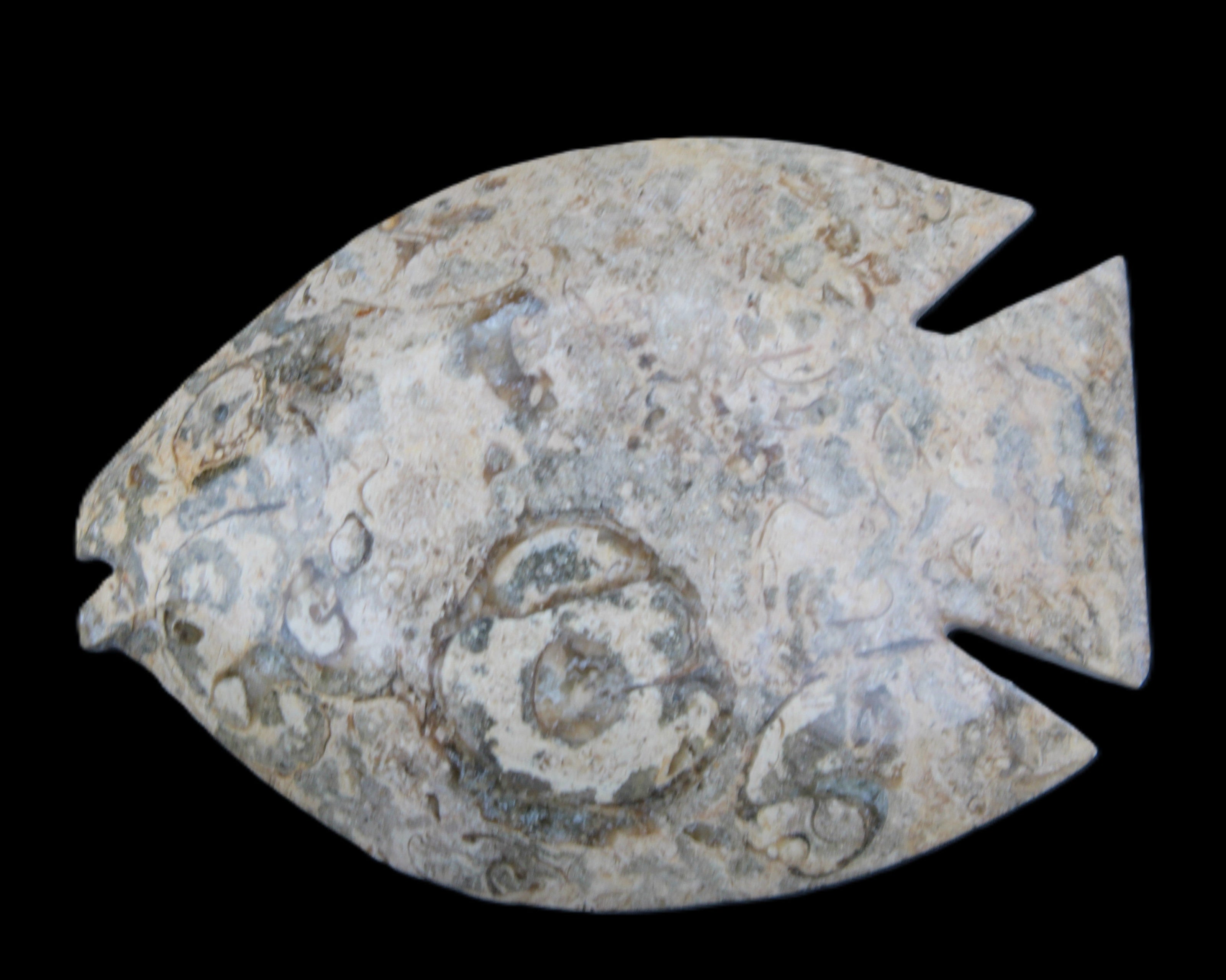 Fossil Stone hand-carved Fish platter 146*105*20mm 411g in sunlight - Rocks and Things Store