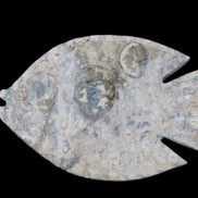 Fossil Stone hand-carved Fish platter 146*105*20mm 411g in sunlight - Rocks and Things Store