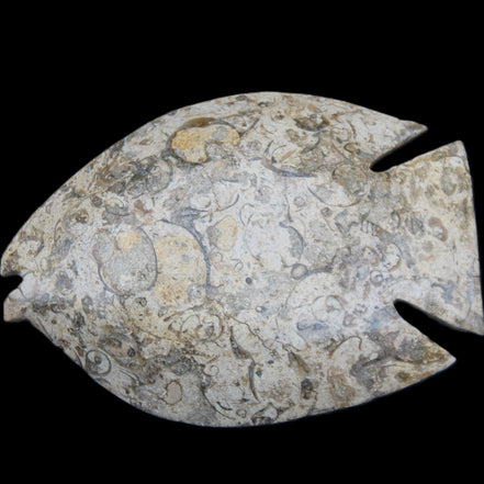 Fossil Stone hand-carved Fish platter 147*103*20mm 395g in sunlight - Rocks and Things Store