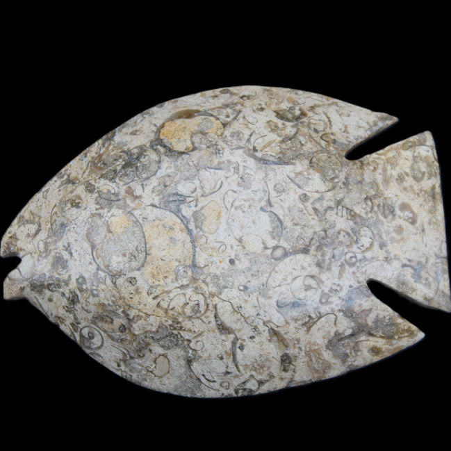 Fossil Stone hand-carved Fish platter 147*103*20mm 395g in sunlight - Rocks and Things Store