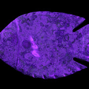 Fossil Stone hand-carved Fish platter 147*103*20mm 395g in sunlight - Rocks and Things Store
