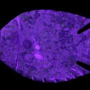 Fossil Stone hand-carved Fish platter 147*103*20mm 395g in sunlight - Rocks and Things Store