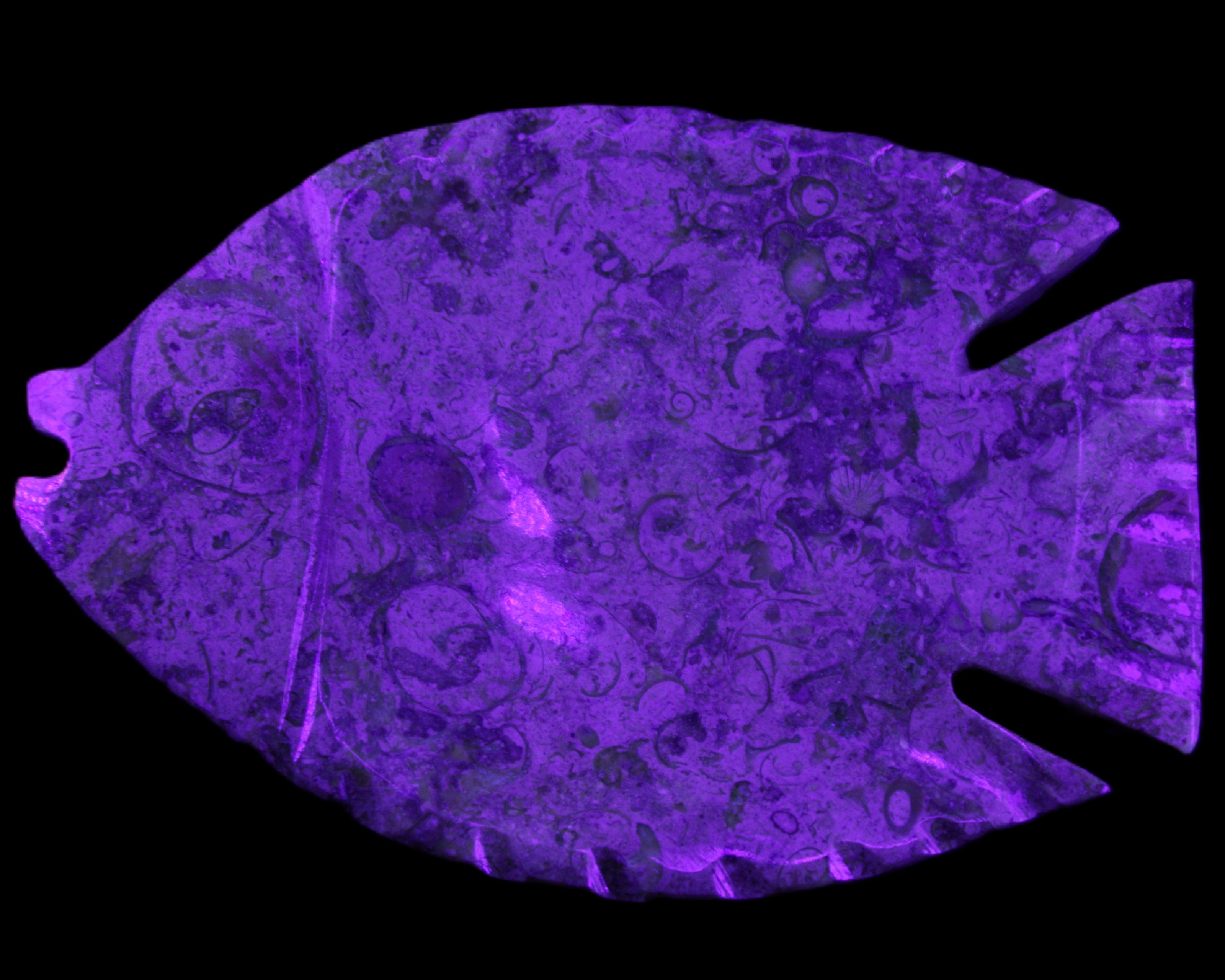 Fossil Stone hand-carved Fish platter 147*103*20mm 395g in sunlight - Rocks and Things Store