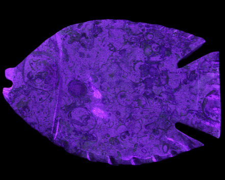 Fossil Stone hand-carved Fish platter 147*103*20mm 395g in sunlight - Rocks and Things Store