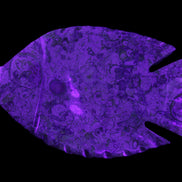 Fossil Stone hand-carved Fish platter 147*103*20mm 395g in sunlight - Rocks and Things Store