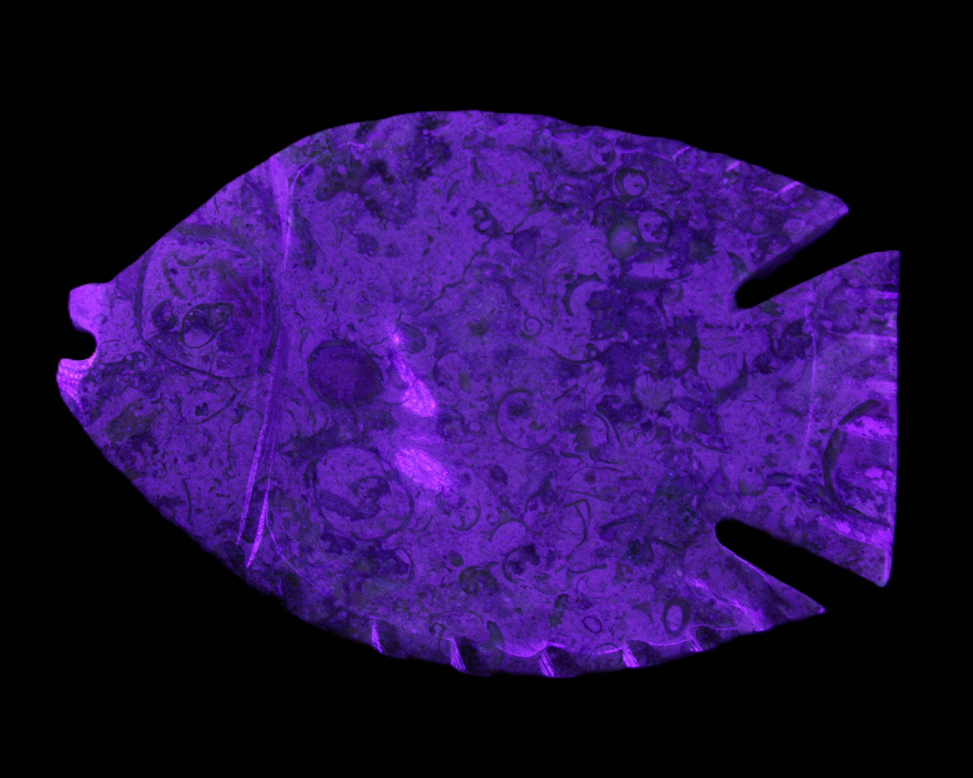 Fossil Stone hand-carved Fish platter 147*103*20mm 395g in sunlight - Rocks and Things Store