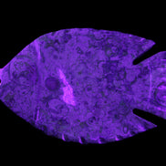 Fossil Stone hand-carved Fish platter 147*103*20mm 395g in sunlight - Rocks and Things Store