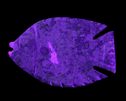 Fossil Stone hand-carved Fish platter 147*103*20mm 395g in sunlight - Rocks and Things Store