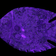 Fossil Stone hand-carved Fish platter 147*103*20mm 395g in sunlight - Rocks and Things Store