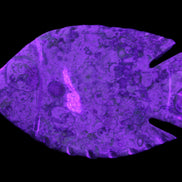 Fossil Stone hand-carved Fish platter 147*103*20mm 395g in sunlight - Rocks and Things Store