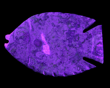 Fossil Stone hand-carved Fish platter 147*103*20mm 395g in sunlight - Rocks and Things Store