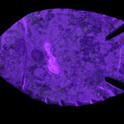 Fossil Stone hand-carved Fish platter 147*103*20mm 395g in sunlight - Rocks and Things Store