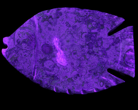 Fossil Stone hand-carved Fish platter 147*103*20mm 395g in sunlight - Rocks and Things Store