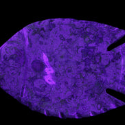 Fossil Stone hand-carved Fish platter 147*103*20mm 395g in sunlight - Rocks and Things Store