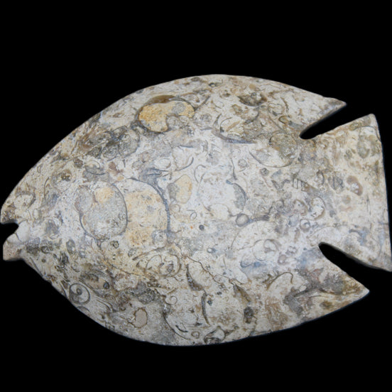 Fossil Stone hand-carved Fish platter 147*103*20mm 395g in sunlight - Rocks and Things Store